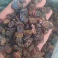 کشمش آفتابی