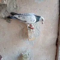 پرنده کبوتر