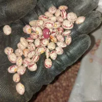 لوبیا چیتی بذری