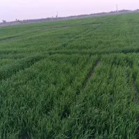 زمین-کشاورزی-در-شادگان
