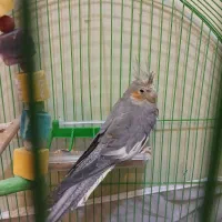 عروس هلندی با اشانتیوم