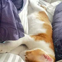 گربه ملوس خونگی