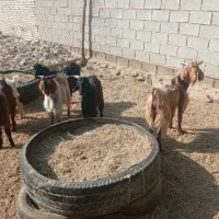 6عدد نر