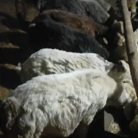 بره نر چاق مناسب قربانی