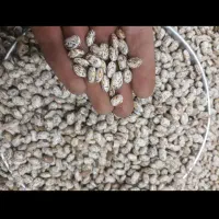 لوبیا چیتی درجه ۱ فروش فقط عمده تناژ بالا
