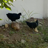 فروش مرغ تخم گذار