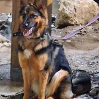 سگ ژرمن شپرد