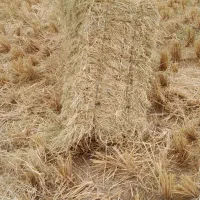 فروش کاه شالی