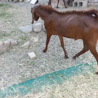 چپش نری