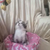 گربه دو خواهر