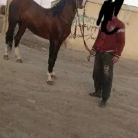اسب