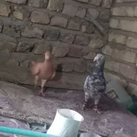 کفتر جوجه کلاغ کربلایی .سار سرور  و قره