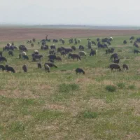 130راس گوسفند فروشی
