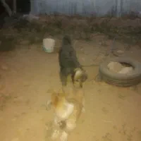پاپی