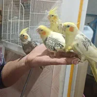 جوجه سرلاکی و اموزش دیده