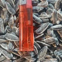 تولید وپخش انواع تخمه کانادایی کدو کلاله ژاپنی