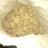 سیب زمینی بذری جیلی
