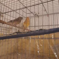 فروش سینه سرخ نر با قناری ابلغ زرد ماده جفت به شرط