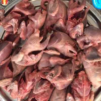 گوشت کفتر تازه و ارگانیک