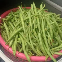 لوبیا سبز استانبولی