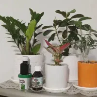 کود تخصصی گل و گیاهان آپارتمانی با مشاوره رایگان
