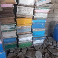 فروش زنبور