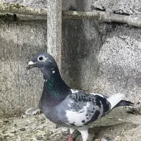 قره سبز آلمانی