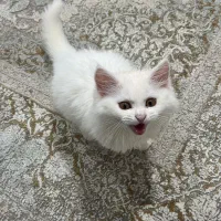 گربه پرشین بریتیش ۶ ماهه