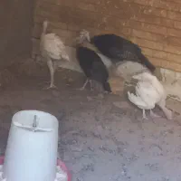 بوقلمون