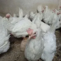 مرغ سفید کارخونه ای