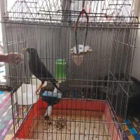 مرغ مینا سخن گو