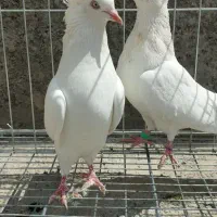 چشم سفید ،ماهرو