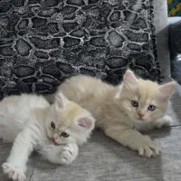 گربه بریتیش