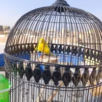 فروشی|پرنده|اندیشه, شهرک مریم|دیوار