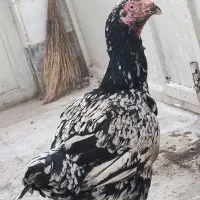 مرغ لاری