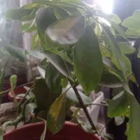 ایزوگام کار