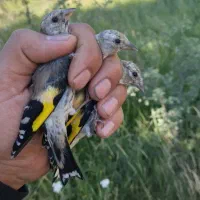 فروش جوجه سهره نر صددرصد سیبیل زده منطقه کردستان