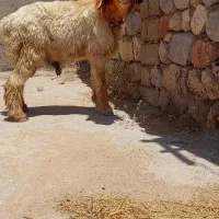 قوچ شناسنامه دار بختیاری