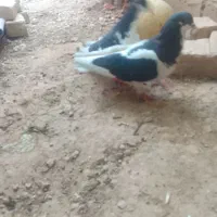 کبوتر رنگ (معاوضه با پاد و چیز بدرد بخور دارم)