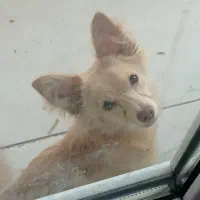 سگ خانگی با نژاد پامرانین روباهی