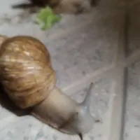 واگذاری حلزون بالغ