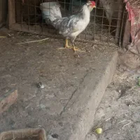 خروس گلین نیمچه