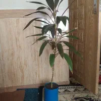 گل زیبای خانگی