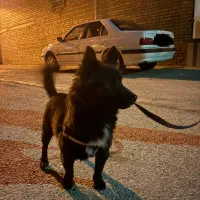 سگ اشپیتز نر