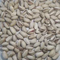 فروش پسته اکبری