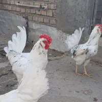 خروس گلین