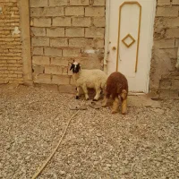 ۳ عدد بره نر چاق  قیمت جفتی  دوتا ۳۲۰۰۰۰۰