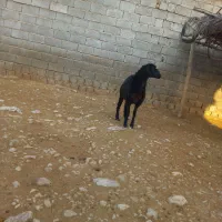 کهره وبره ماده