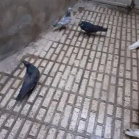 کبوترکبوتر