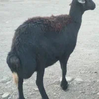 میش قره قزل اصل